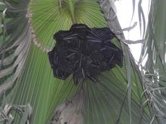 Cynopterus sphinx