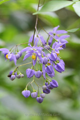 Solanum seaforthianum