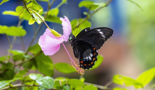 Papilio aegeus