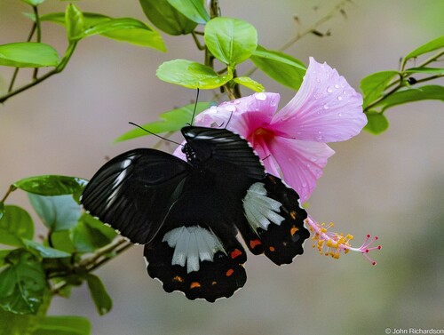 Papilio aegeus