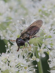 Cheilosia scutellata