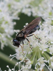 Cheilosia scutellata
