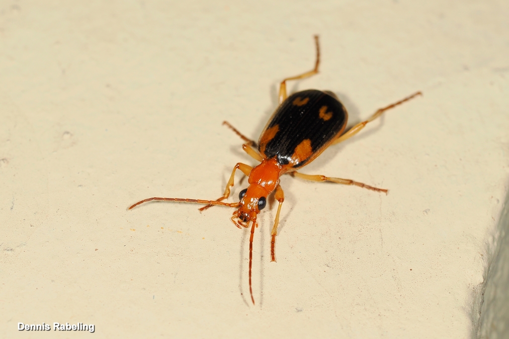 Brachinus distans