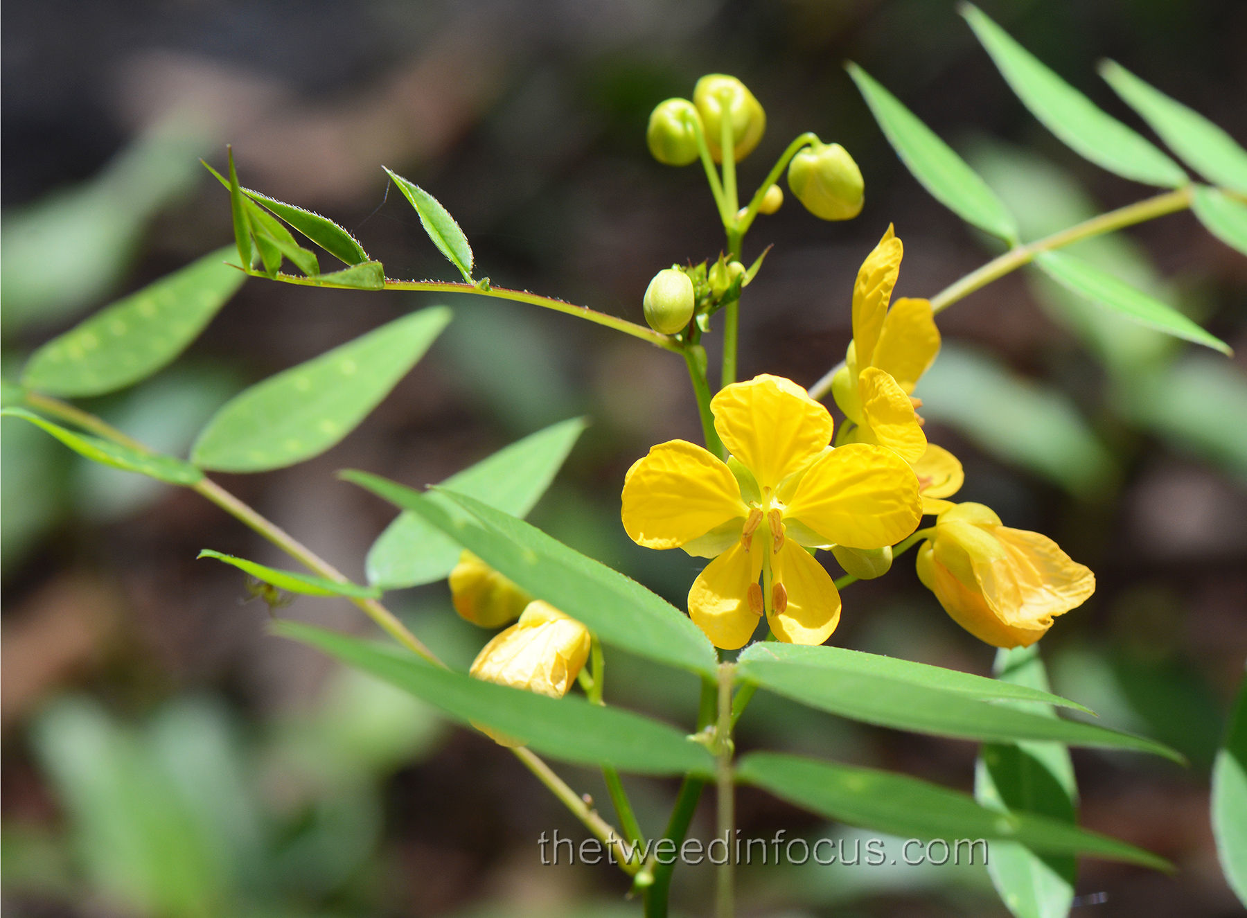 Senna sophera
