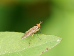 Dichetophora