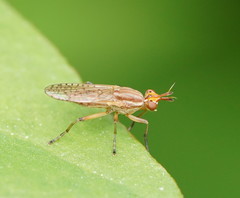 Dichetophora