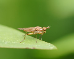 Dichetophora