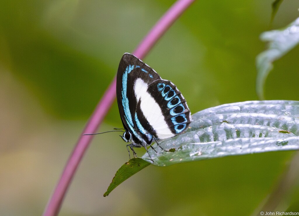 Danis danis (Danis danis)