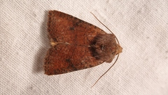 Conistra staudingeri