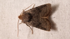 Conistra staudingeri
