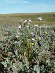 Silene taimyrensis
