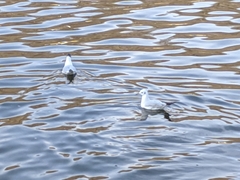 Chroicocephalus ridibundus