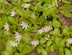 Scaevola albida