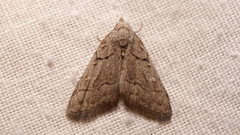 Nola thymula