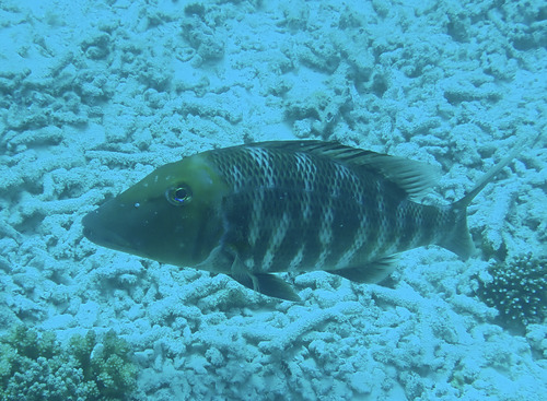 Emperor (Lethrinus miniatus) — Lethrinidae — 4
