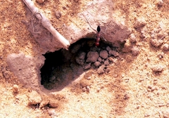 Cataglyphis
