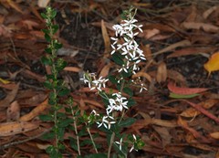 Olearia myrsinoides