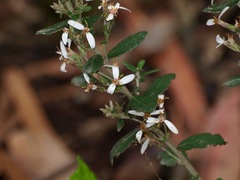 Olearia myrsinoides