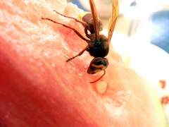Vespa orientalis