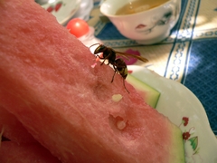 Vespa orientalis