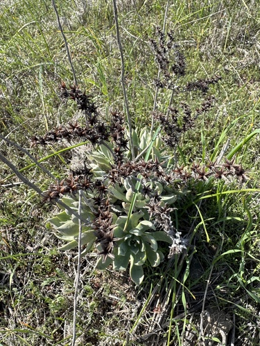 Santa Barbara Island Dudleya (Dudleya traskiae)
