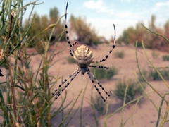 Argiope lobata