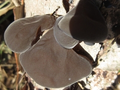 Auricularia auricula-judae