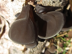 Auricularia auricula-judae