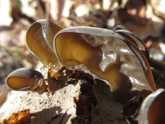 Auricularia auricula-judae