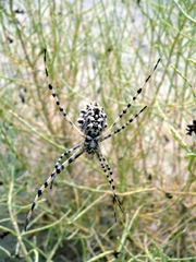 Argiope lobata