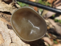 Auricularia auricula-judae