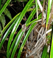 Toropuku inexpectatus