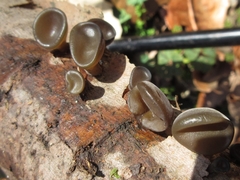 Auricularia auricula-judae