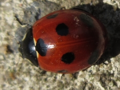 Coccinella septempunctata