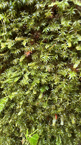 Bartramiopsis lescurii observed 2026-02-10