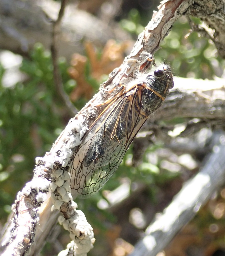 Platypedia sylvesteri