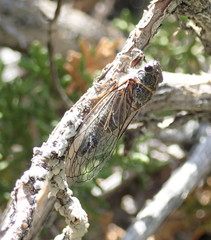 Platypedia sylvesteri