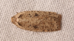 Agonopterix yeatiana