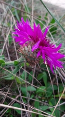 Centaurea polyacantha