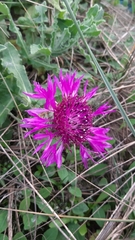 Centaurea polyacantha
