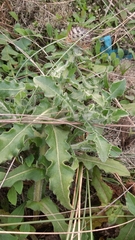 Centaurea polyacantha