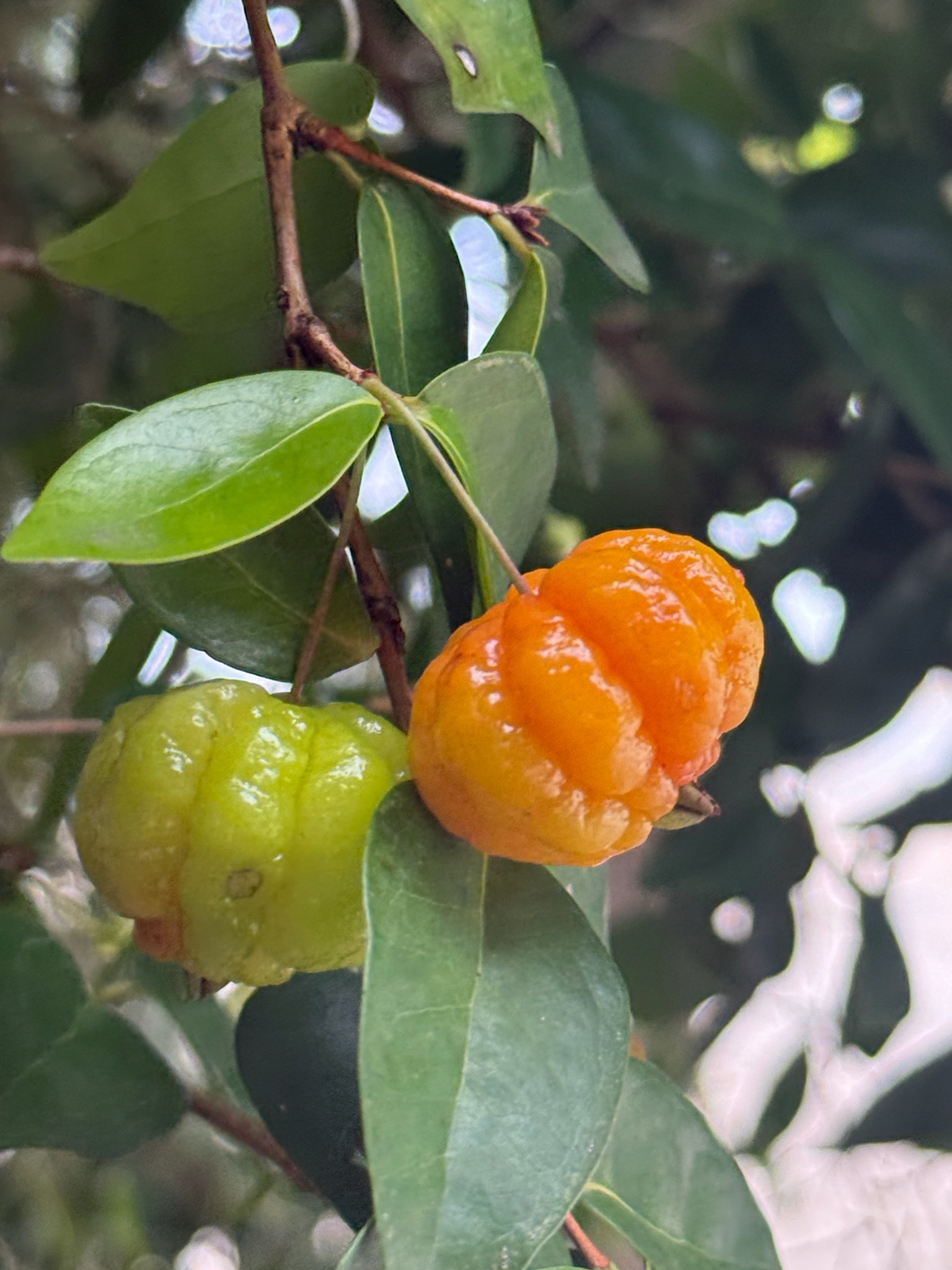 Eugenia uniflora