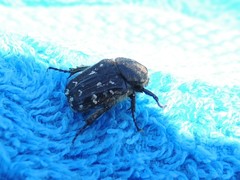 Heterocnemis graeca