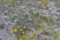 Astragalus albicaulis