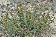 Scrophularia cretacea