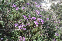 Thymus calcareus