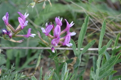 Astragalus macropus