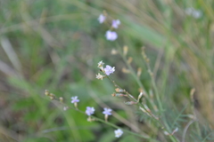 Astragalus austriacus