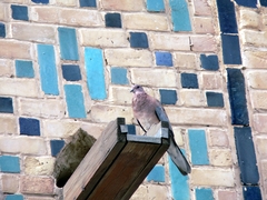 Streptopelia senegalensis