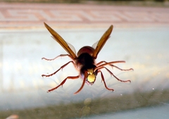 Vespa orientalis